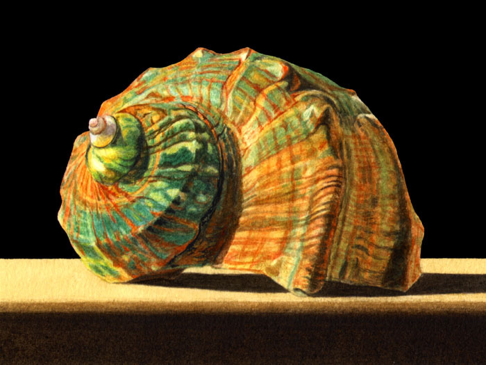 turban shell giclee 6.75x9.jpg